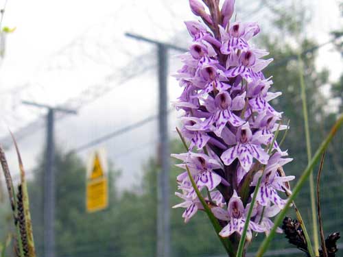 Orchid at Menwith Hill